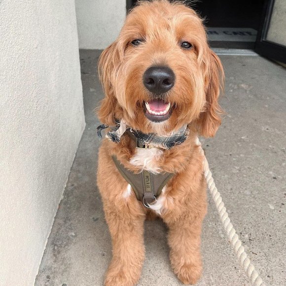 PETsRUS Premium No Pull Dog Harness 2 Leash Clips Olive Green Khaki Neoprene - Picture 5 of 10